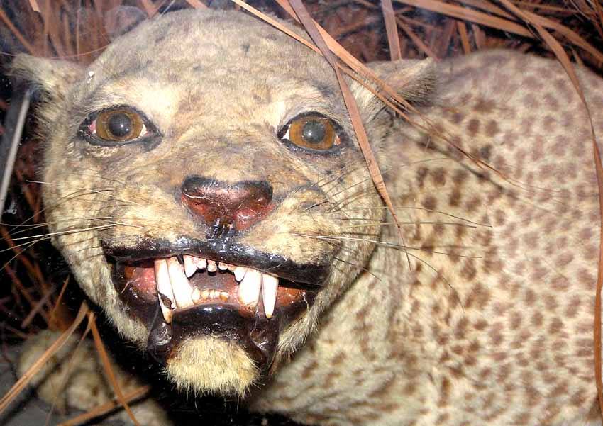 zanzibar leopard martin walsh